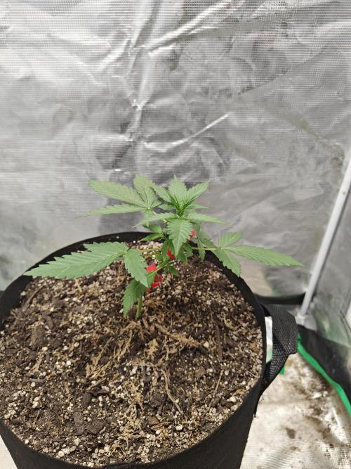 Alaskan Bananaberry Auto. Week 2