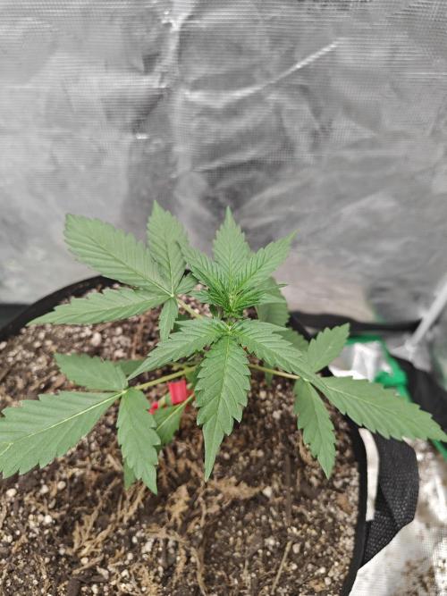 Alaskan Bananaberry Auto. Week 2
