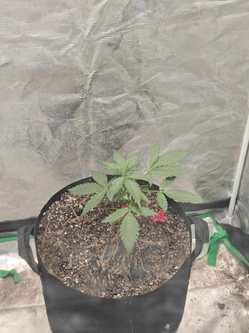 Alaskan Bananaberry Auto. Week 2