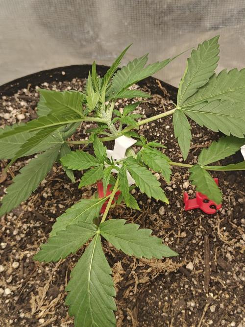 Alaskan Bananaberry Auto. Week 2