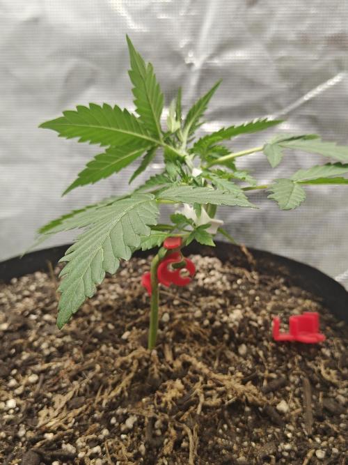Alaskan Bananaberry Auto. Week 2