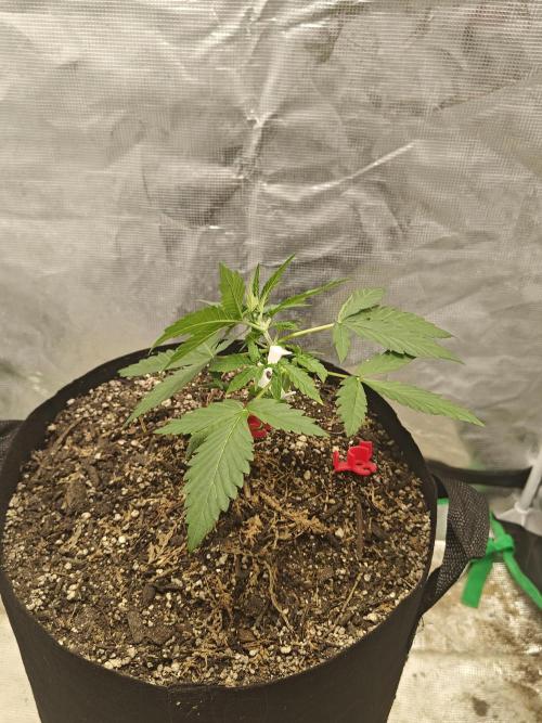 Alaskan Bananaberry Auto. Week 2