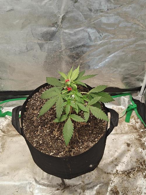 Alaskan Bananaberry Auto. Week 3