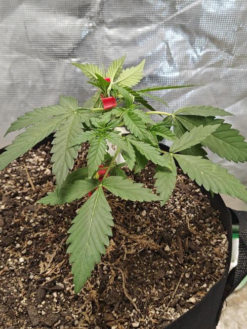 Alaskan Bananaberry Auto. Week 3