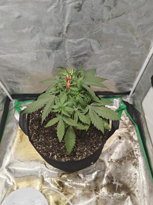 Alaskan Bananaberry Auto. Week 3