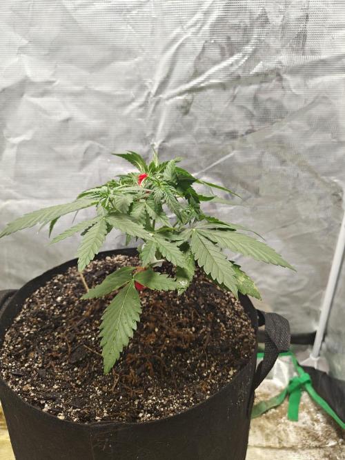 Alaskan Bananaberry Auto. Week 3