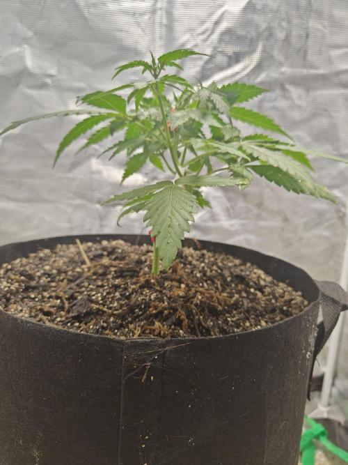 Alaskan Bananaberry Auto. Week 3