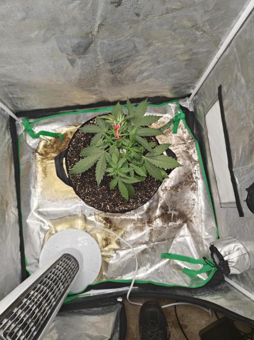 Alaskan Bananaberry Auto. Week 3