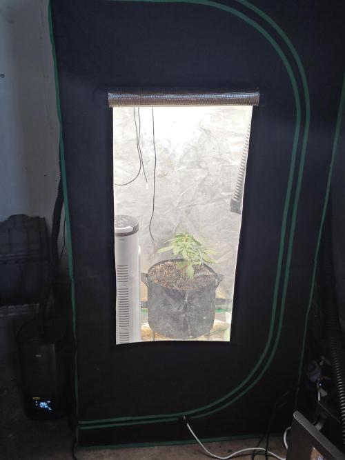 Alaskan Bananaberry Auto. Week 3