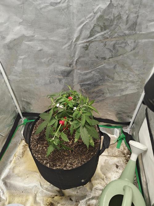 Alaskan Bananaberry Auto. Week 4