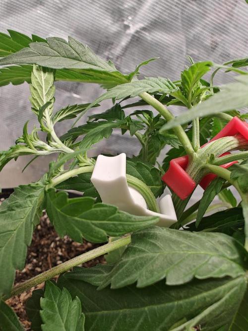 Alaskan Bananaberry Auto. Week 4