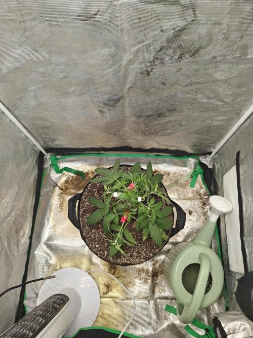 Alaskan Bananaberry Auto. Week 4