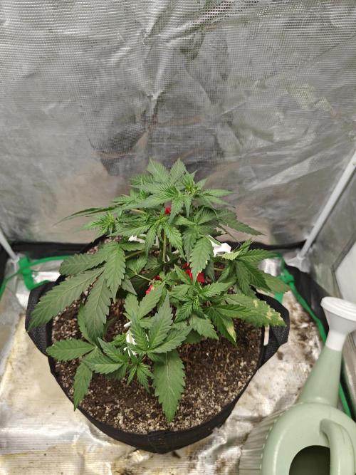Alaskan Bananaberry Auto. Week 4