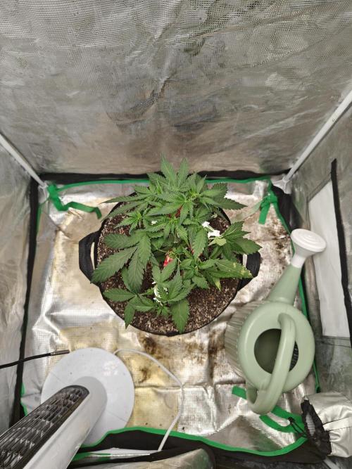 Alaskan Bananaberry Auto. Week 4