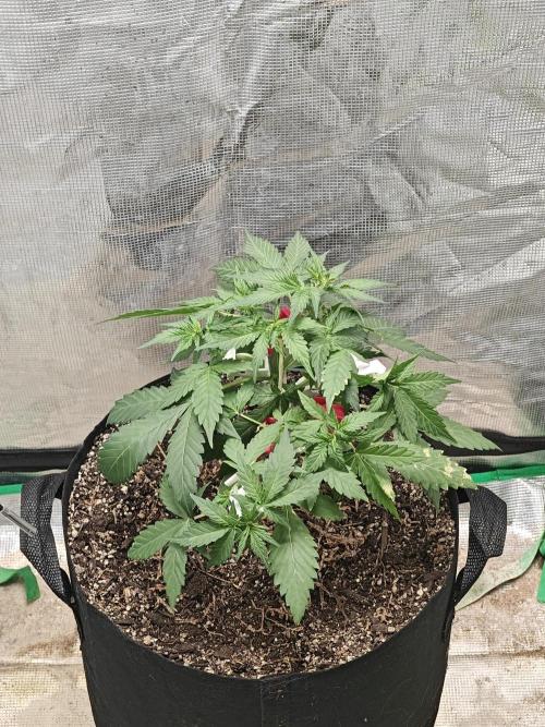 Alaskan Bananaberry Auto. Week 4