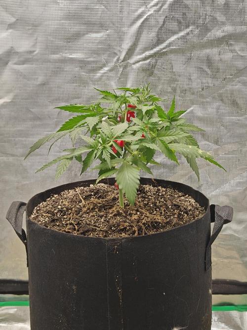 Alaskan Bananaberry Auto. Week 4