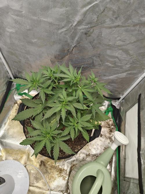 Alaskan Bananaberry Auto. Week 4