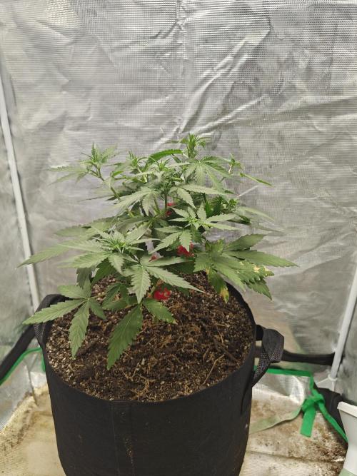 Alaskan Bananaberry Auto. Week 4