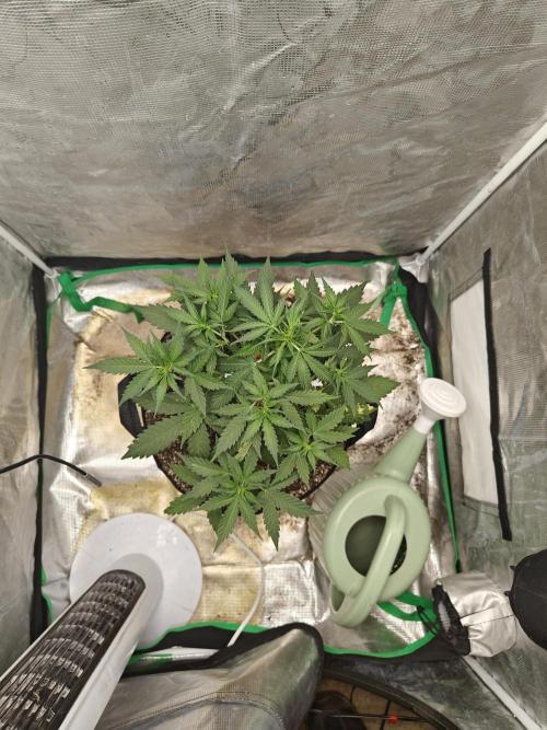 Alaskan Bananaberry Auto. Week 4