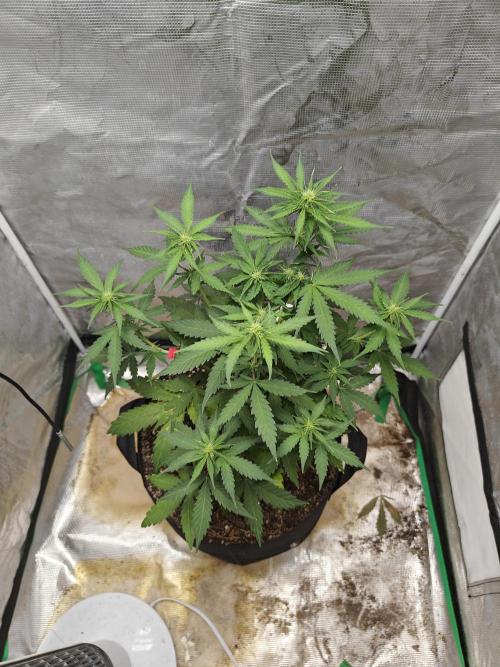 Alaskan Bananaberry Auto. Week 5