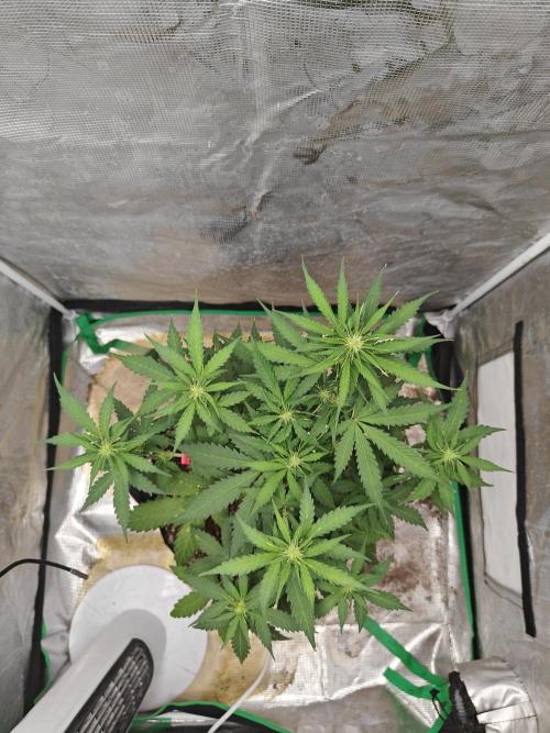 Alaskan Bananaberry Auto. Week 5
