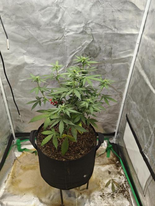 Alaskan Bananaberry Auto. Week 5
