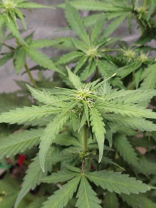 Alaskan Bananaberry Auto. Week 5