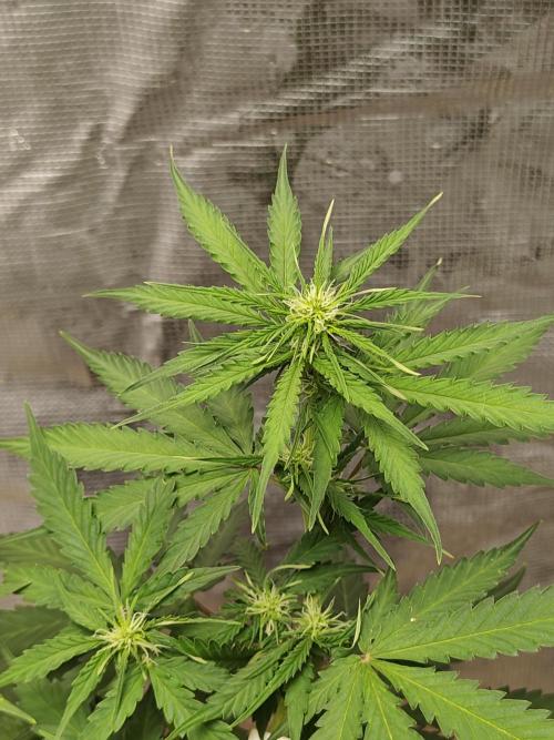 Alaskan Bananaberry Auto. Week 5