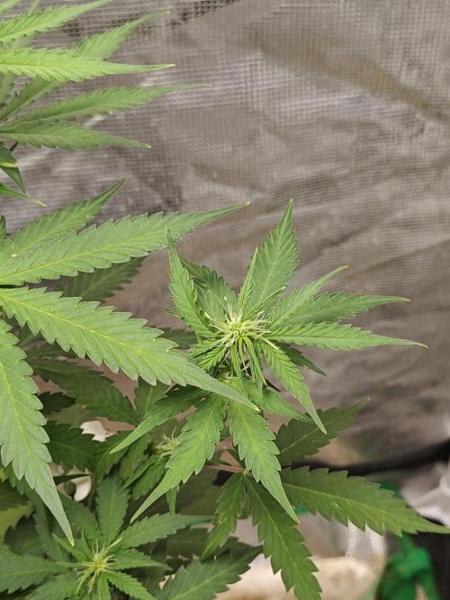 Alaskan Bananaberry Auto. Week 5