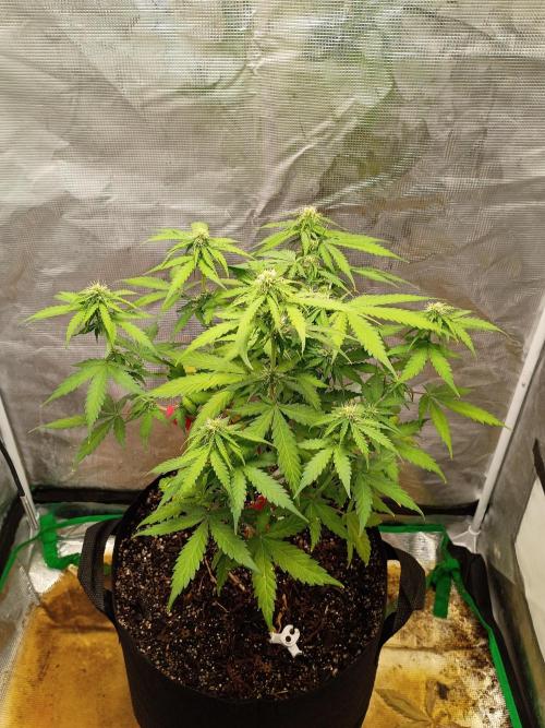 Alaskan Bananaberry Auto. Week 6