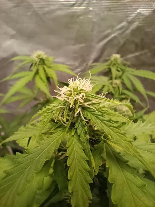Alaskan Bananaberry Auto. Week 6