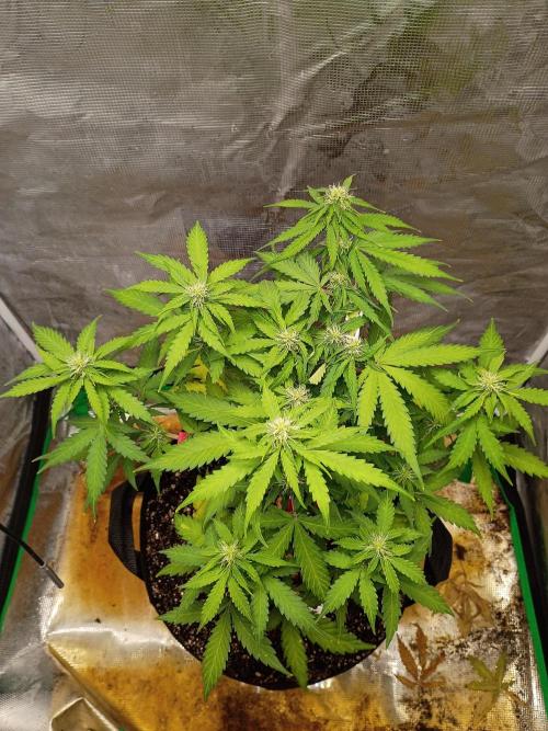 Alaskan Bananaberry Auto. Week 6