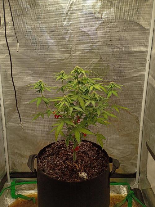Alaskan Bananaberry Auto. Week 6