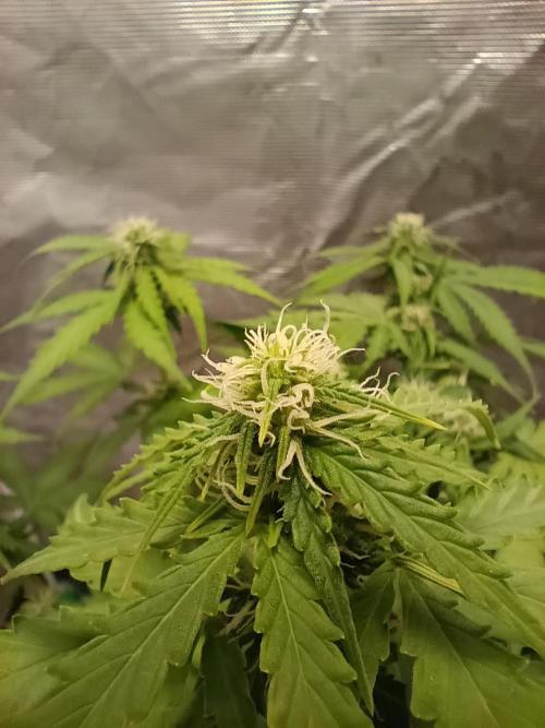 Alaskan Bananaberry Auto. Week 6