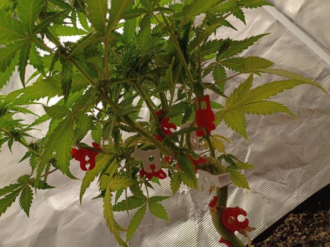 Alaskan Bananaberry Auto. Week 6