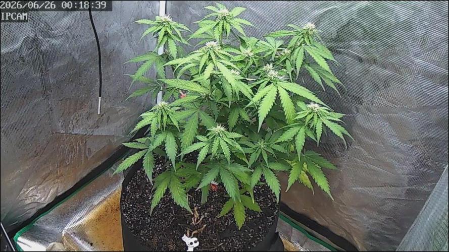 Alaskan Bananaberry Auto. Week 6