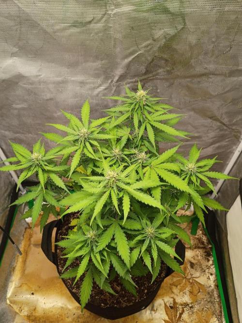 Alaskan Bananaberry Auto. Week 7