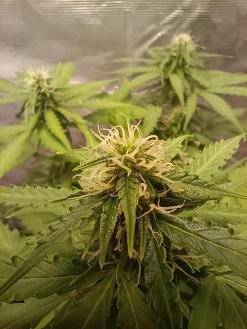 Alaskan Bananaberry Auto. Week 7