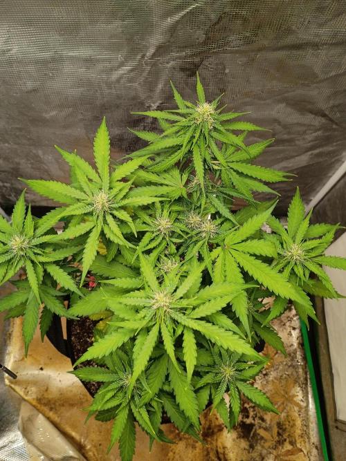 Alaskan Bananaberry Auto. Week 7