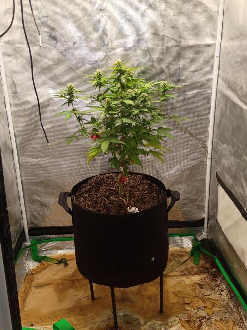 Alaskan Bananaberry Auto. Week 7
