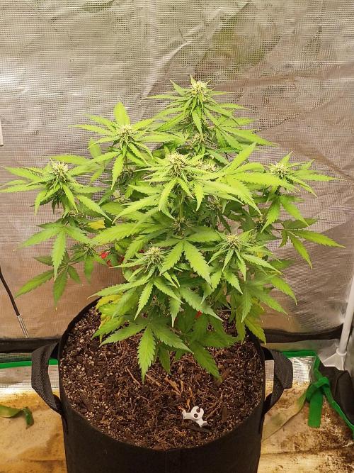 Alaskan Bananaberry Auto. Week 7