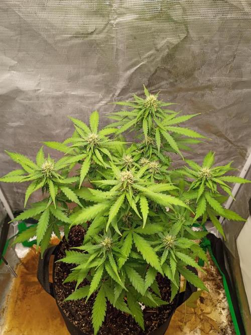Alaskan Bananaberry Auto. Week 7