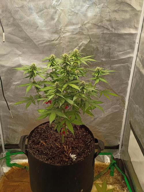 Alaskan Bananaberry Auto. Week 7