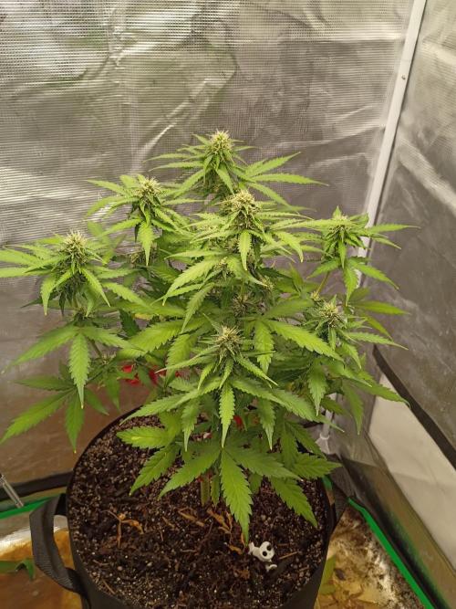 Alaskan Bananaberry Auto. Week 7