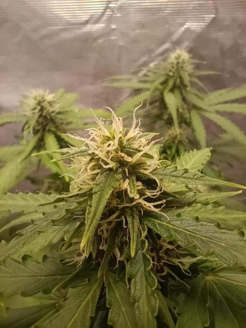 Alaskan Bananaberry Auto. Week 7