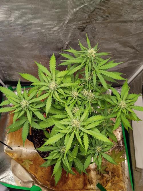 Alaskan Bananaberry Auto. Week 7