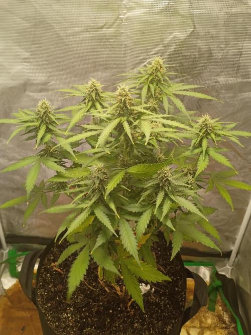 Alaskan Bananaberry Auto. Week 8