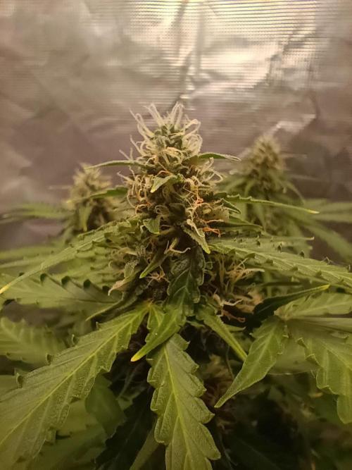 Alaskan Bananaberry Auto. Week 8