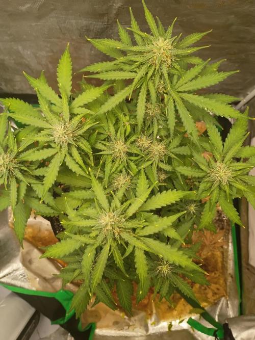 Alaskan Bananaberry Auto. Week 8