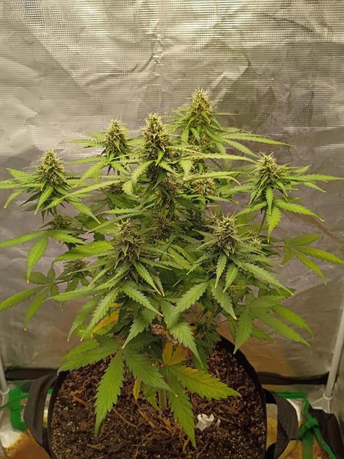 Alaskan Bananaberry Auto. Week 8